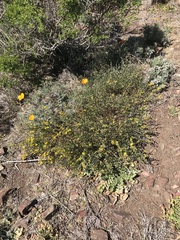 Acmispon junceus junceus