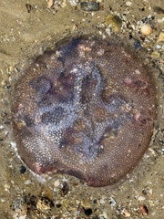 Pseudorhiza haeckeli