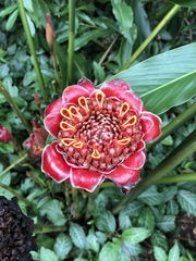 Etlingera corneri