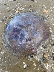 Pseudorhiza haeckeli