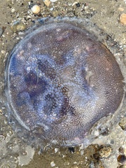 Pseudorhiza haeckeli