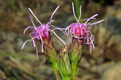 Liatris oligocephala
