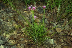 Liatris oligocephala