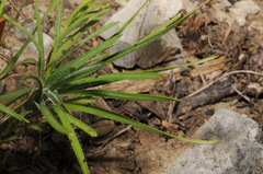 Liatris oligocephala