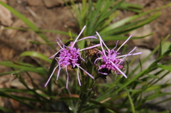 Liatris oligocephala