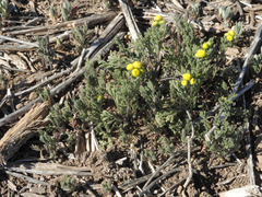 Oncosiphon pilulifer