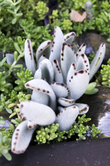 Kalanchoe tomentosa