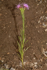 Liatris oligocephala