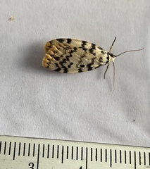 Hectobrocha multilinea