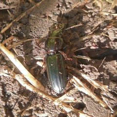 Scarites anthracinus