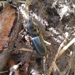 Scarites anthracinus