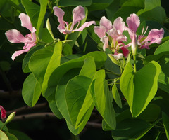 Bauhinia monandra