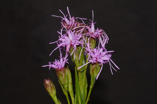 Cahaba torch (Liatris oligocephala)
