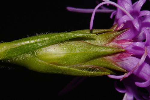 Image of Liatris oligocephala by (c) Brian Finzel, some rights reserved (CC BY-SA)