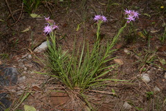 Liatris oligocephala
