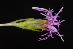 Liatris oligocephala