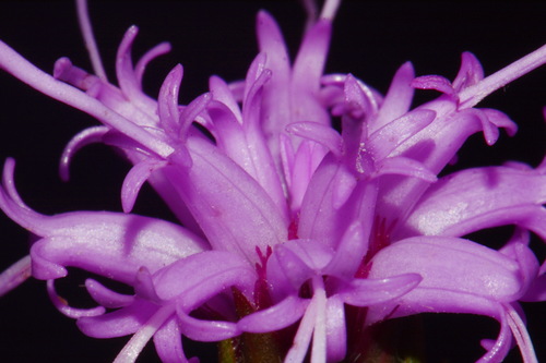 Image of Liatris oligocephala by (c) Brian Finzel, some rights reserved (CC BY-SA)