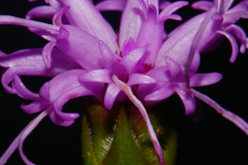 Image of Liatris oligocephala by (c) Brian Finzel, some rights reserved (CC BY-SA)
