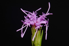 Liatris oligocephala