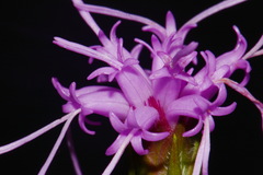 Liatris oligocephala