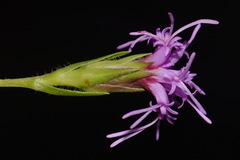 Liatris oligocephala