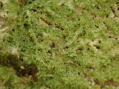 Phyllopsora furfuracea