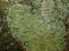 Phyllopsora furfuracea