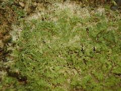 Phyllopsora furfuracea