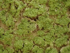 Phyllopsora furfuracea