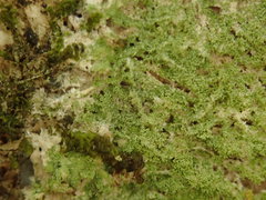 Phyllopsora furfuracea