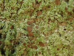 Phyllopsora furfuracea