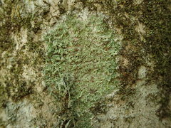 Phyllopsora furfuracea