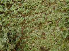 Phyllopsora furfuracea