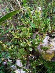 Senecio glaucophyllus