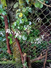 Plectranthus verticillatus