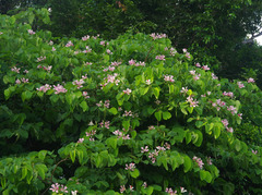Bauhinia monandra