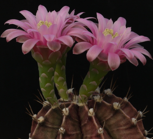 Gymnocalycium stenopleurum