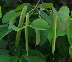 Bauhinia monandra