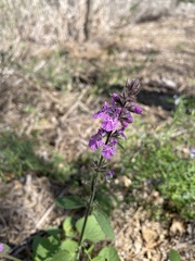 Stachys drummondii
