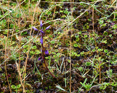 Gentianella rapunculoides