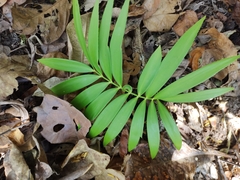 Zamia paucijuga