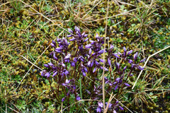 Gentianella rapunculoides