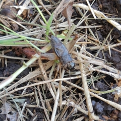 Miogryllus