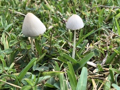 Conocybe