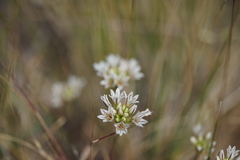 Allium lacunosum