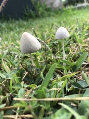 Conocybe