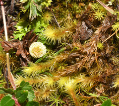 Plagiocheilus frigidus