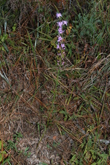 Liatris elegantula