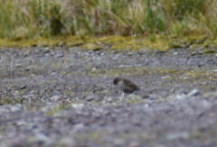 Geospizopsis unicolor