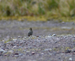 Geospizopsis unicolor